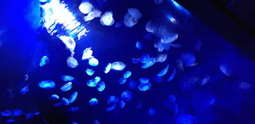 サンシャイン水族館に投稿された画像（2023/4/28）