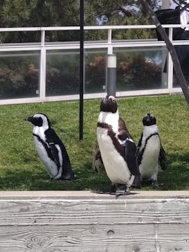 マリンワールド海の中道に投稿された画像（2023/4/28）