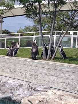 マリンワールド海の中道に投稿された画像（2023/4/28）