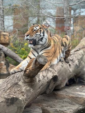 那須どうぶつ王国に投稿された画像（2023/4/29）