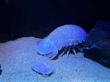 サンシャイン水族館に投稿された画像（2023/4/29）