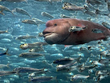 サンシャイン水族館に投稿された画像（2023/4/29）