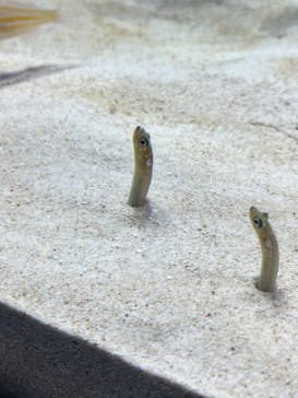 アクアワールド茨城県大洗水族館に投稿された画像（2023/4/29）