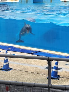 沖縄美ら海水族館に投稿された画像（2023/4/29）