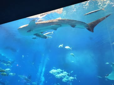 沖縄美ら海水族館に投稿された画像（2023/4/29）