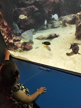 沖縄美ら海水族館に投稿された画像（2023/4/29）