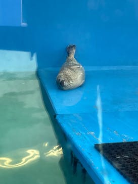 ゼロ距離水族館 伊勢シーパラダイスに投稿された画像（2023/4/29）