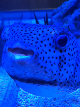 すみだ水族館に投稿された画像（2023/4/29）