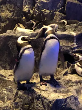 すみだ水族館に投稿された画像（2023/4/29）