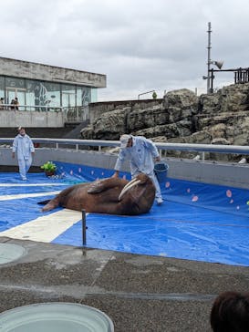 大分マリーンパレス水族館 「うみたまご」に投稿された画像（2023/4/29）