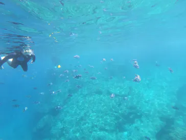 武藤潜水に投稿された画像（2023/4/29）