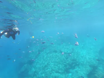 武藤潜水に投稿された画像（2023/4/29）