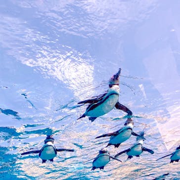 サンシャイン水族館に投稿された画像（2023/4/29）