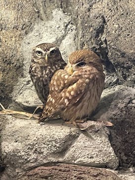 伊豆シャボテン動物公園に投稿された画像（2023/4/29）