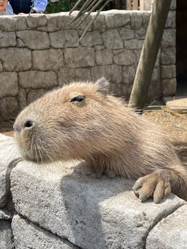 伊豆シャボテン動物公園に投稿された画像（2023/4/29）