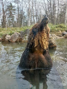 サホロリゾート　ベア･マウンテンに投稿された画像（2023/4/29）