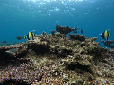 西表島 ADVENTURE PiPi（アドベンチャーピピ）に投稿された画像（2023/4/29）