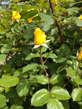 京成バラ園に投稿された画像（2023/4/29）