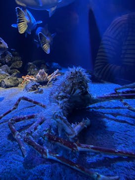 環境水族館アクアマリンふくしまに投稿された画像（2023/4/29）