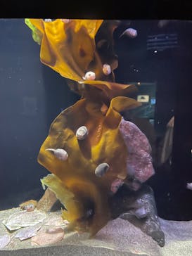 環境水族館アクアマリンふくしまに投稿された画像（2023/4/29）