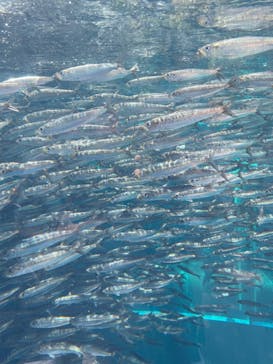 環境水族館アクアマリンふくしまに投稿された画像（2023/4/29）