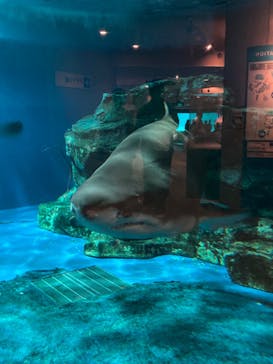 しながわ水族館に投稿された画像（2023/4/29）