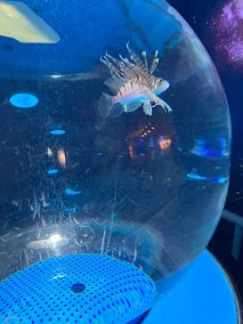 しながわ水族館に投稿された画像（2023/4/29）