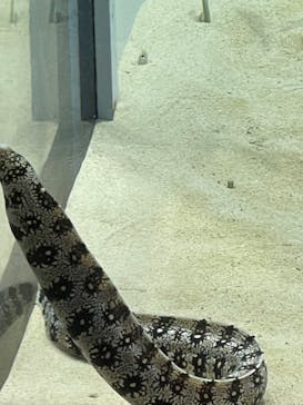 アクアワールド茨城県大洗水族館に投稿された画像（2023/4/29）