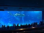沖縄美ら海水族館に投稿された画像（2023/4/29）
