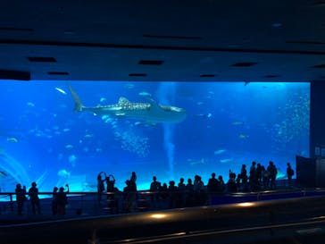 沖縄美ら海水族館に投稿された画像（2023/4/29）