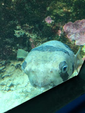 沖縄美ら海水族館に投稿された画像（2023/4/29）