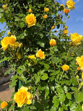 京成バラ園に投稿された画像（2023/4/29）