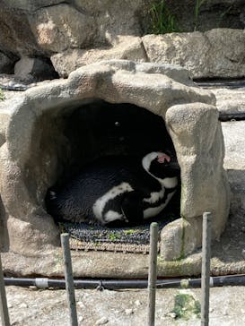 サンシャイン水族館に投稿された画像（2023/4/29）