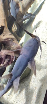 カワスイ 川崎⽔族館に投稿された画像（2023/4/29）