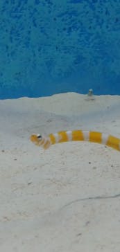 大分マリーンパレス水族館 「うみたまご」に投稿された画像（2023/4/29）