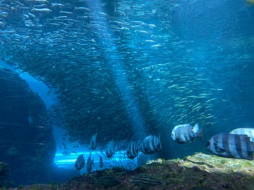 上越市立水族博物館 うみがたりに投稿された画像（2023/4/29）