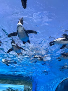 サンシャイン水族館に投稿された画像（2023/4/29）
