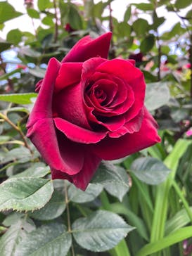 横浜イングリッシュガーデンに投稿された画像（2023/4/29）