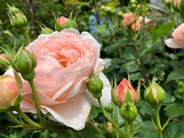 横浜イングリッシュガーデンに投稿された画像（2023/4/29）