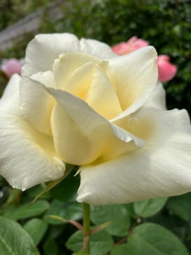 横浜イングリッシュガーデンに投稿された画像（2023/4/29）