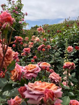 横浜イングリッシュガーデンに投稿された画像（2023/4/29）