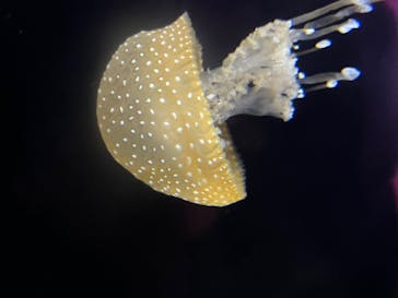 新江ノ島水族館に投稿された画像（2023/4/29）