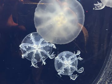 新江ノ島水族館に投稿された画像（2023/4/29）