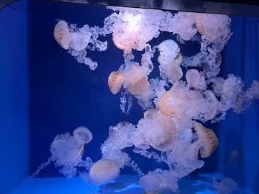 新江ノ島水族館に投稿された画像（2023/4/29）