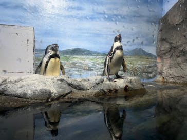 新江ノ島水族館に投稿された画像（2023/4/29）