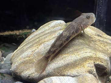 新江ノ島水族館に投稿された画像（2023/4/29）