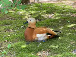 よこはま動物園ズーラシアに投稿された画像（2023/4/29）