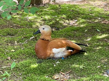 よこはま動物園ズーラシアに投稿された画像（2023/4/29）