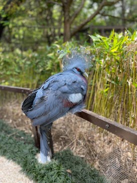 よこはま動物園ズーラシアに投稿された画像（2023/4/29）