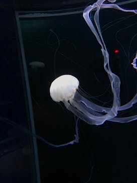 新江ノ島水族館に投稿された画像（2023/4/29）